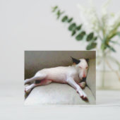 Carte Postale English Bull Terrier (Debout devant)