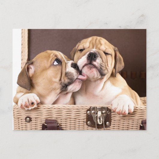 Carte Postale English Bulldog Puppy Dog Postcard (Devant)