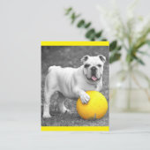 Carte Postale English Bulldog Puppy Dog Postcard (Debout devant)