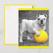 Carte Postale English Bulldog Puppy Dog Postcard (Devant / Derrière)