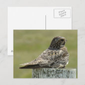 Carte Postale Engoulevent d'Amérique (Devant / Derrière)