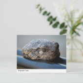 Carte postale Enigmatic Toad (Debout devant)
