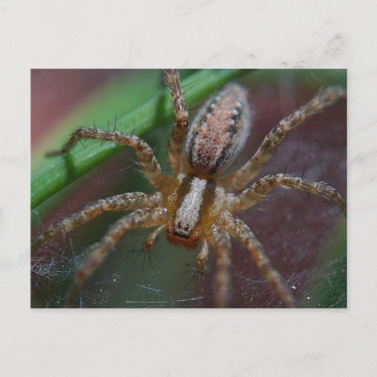 Carte Postale Énorme araignée (Devant)