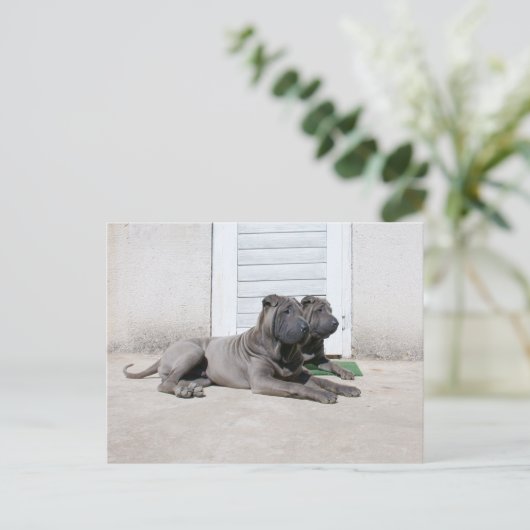 Carte Postale Ensemble (Debout devant)