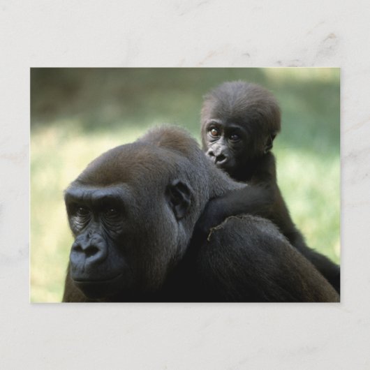 Carte Postale Ensemble de faune - Primates 11 (Devant)