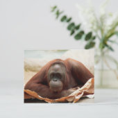 Carte Postale Ensemble de faune - Primates 7 (Debout devant)
