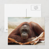 Carte Postale Ensemble de faune - Primates 7 (Devant / Derrière)