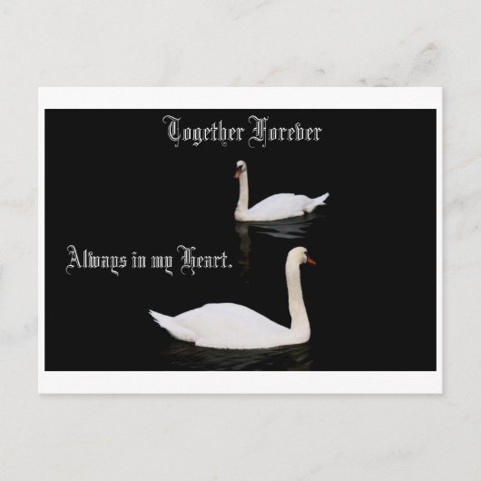 Carte Postale Ensemble Des Cygnes Pour Toujours. (Devant)