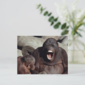Carte Postale Ensemble faunique - Primates 1 (Debout devant)