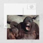 Carte Postale Ensemble faunique - Primates 1 (Devant / Derrière)