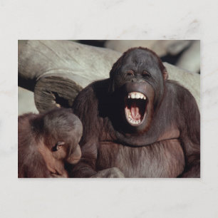 Carte Postale Ensemble faunique - Primates 1