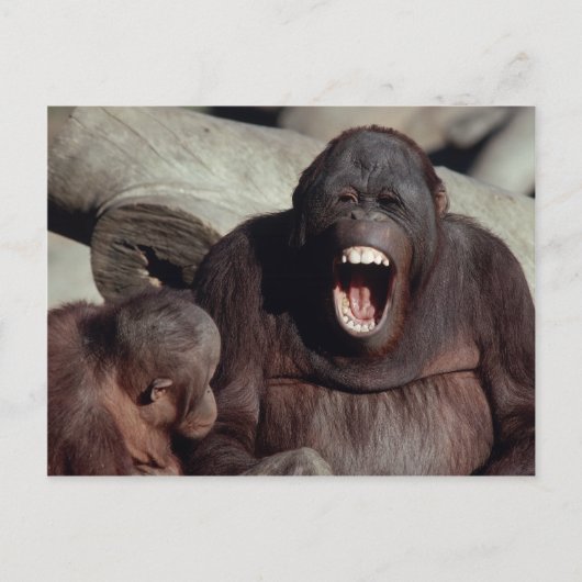 Carte Postale Ensemble faunique - Primates 1 (Devant)