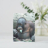 Carte Postale Ensemble faunique - Primates 4 (Debout devant)