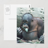 Carte Postale Ensemble faunique - Primates 4 (Devant / Derrière)