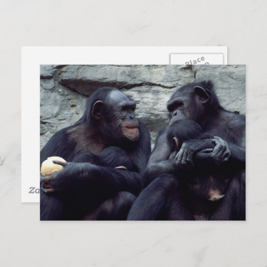 Carte Postale Ensemble faunique - Primates 5 (Devant / Derrière)