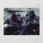 Carte Postale Ensemble faunique - Primates 5 (Devant)