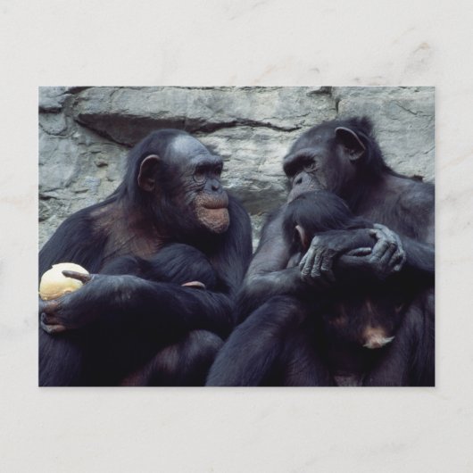Carte Postale Ensemble faunique - Primates 5 (Devant)