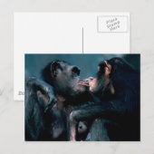 Carte Postale Ensemble faunique - Primates 6 (Devant / Derrière)
