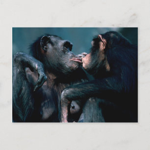 Carte Postale Ensemble faunique - Primates 6