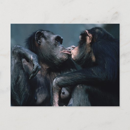 Carte Postale Ensemble faunique - Primates 6 (Devant)