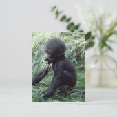 Carte Postale Ensemble faunique - Primates 8 (Debout devant)