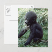 Carte Postale Ensemble faunique - Primates 8 (Devant / Derrière)