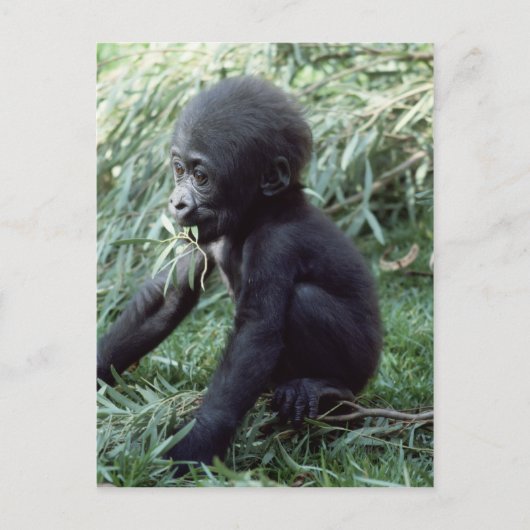 Carte Postale Ensemble faunique - Primates 8 (Devant)