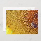 Carte Postale Ensoleillé (Devant / Derrière)