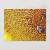 Carte Postale Ensoleillé (Devant)