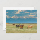 Carte Postale Entendu de chevaux à Hayfield (Devant / Derrière)