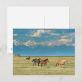Carte Postale Entendu parler de chevaux dans le champ de foin (Devant / Derrière)