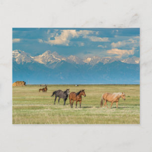 Carte Postale Entendu parler de chevaux dans le champ de foin