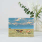 Carte Postale Entendu parler de chevaux dans le champ de foin (Debout devant)