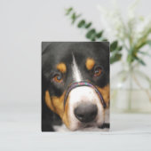 Carte postale Entlebucher Mountain Dog (Debout devant)