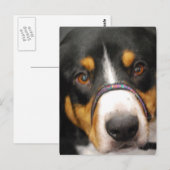 Carte postale Entlebucher Mountain Dog (Devant / Derrière)
