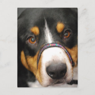Carte postale Entlebucher Mountain Dog