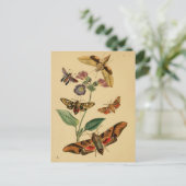 Carte postale Entomologie (Debout devant)