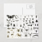 Carte Postale Entomologie, Myriapoda et Arachnides (Devant / Derrière)