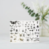 Carte Postale Entomologie, Myriapoda et Arachnides (Debout devant)