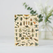 Carte postale Entomologie Vintage de la carte des (Debout devant)