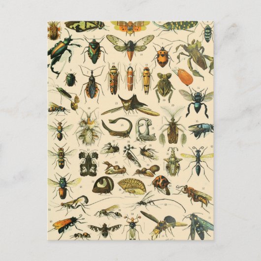 Carte postale Entomologie Vintage de la carte des (Devant)