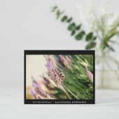 Carte Postale Entomophie - Lavandula stéechas (Debout devant)