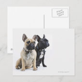 Carte Postale Entraînement et obéissance des chiens (Devant / Derrière)