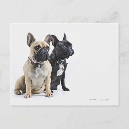 Carte Postale Entraînement et obéissance des chiens (Devant)
