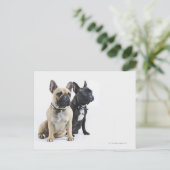 Carte Postale Entraînement et obéissance des chiens (Debout devant)