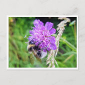 Carte Postale Entre Fleurs et Brummen (Devant)