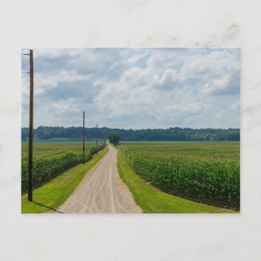 Carte Postale Entre les champs de maïs (Devant)