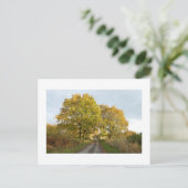 Carte Postale Entre les chênes : Cheshire rural (Debout devant)