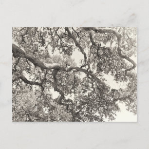 Carte Postale Entrelacé