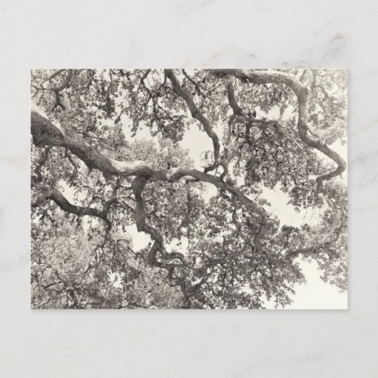 Carte Postale Entrelacé (Devant)